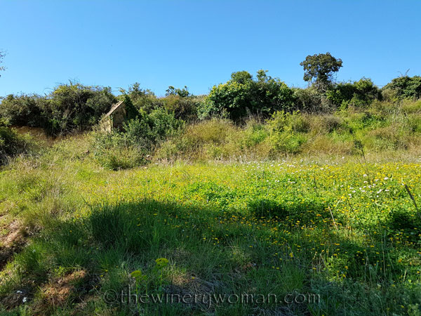 Sun-Day5_4.15.18_TWW