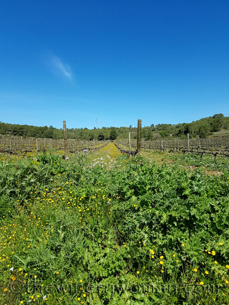 Sun-Day6_4.15.18_TWW