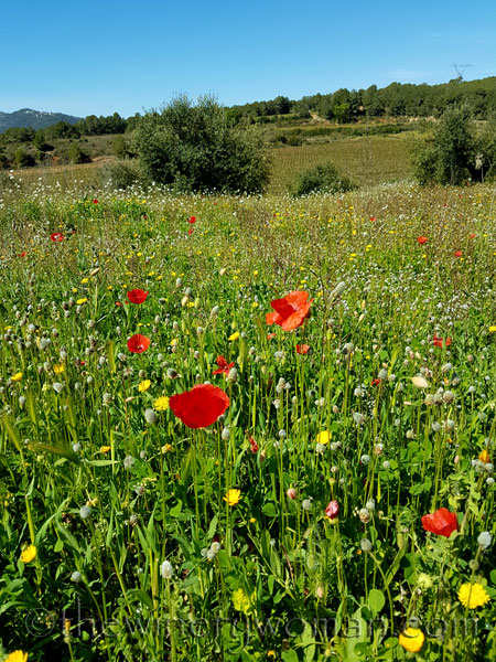 Sun-Day8_4.15.18_TWW