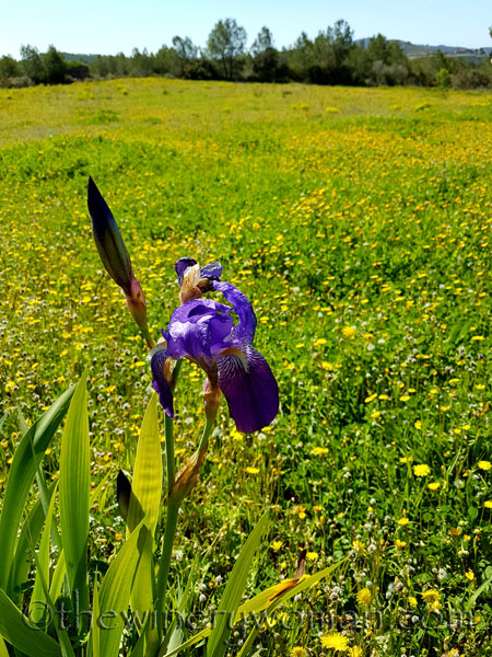 Sun-Day9_4.15.18_TWW