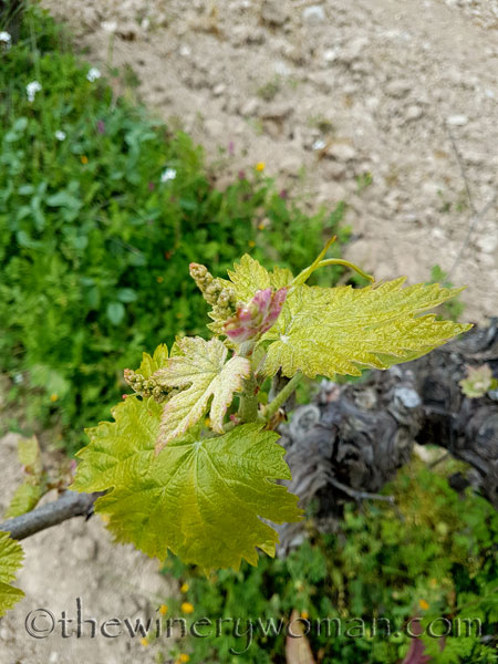 Vines-awakening10_4.10.18_TWW