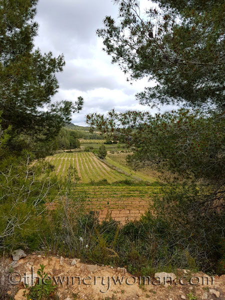 Vines-awakening20_4.10.18_TWW