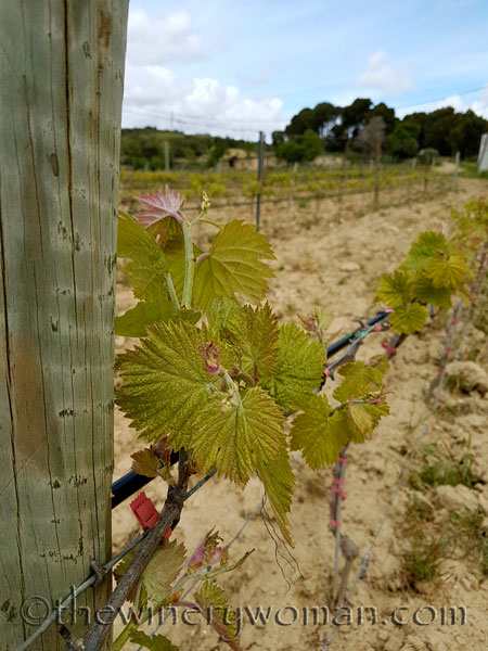 Vines-awakening2_4.10.18_TWW