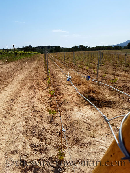 Vineyard-lines_4.27.18-TWW