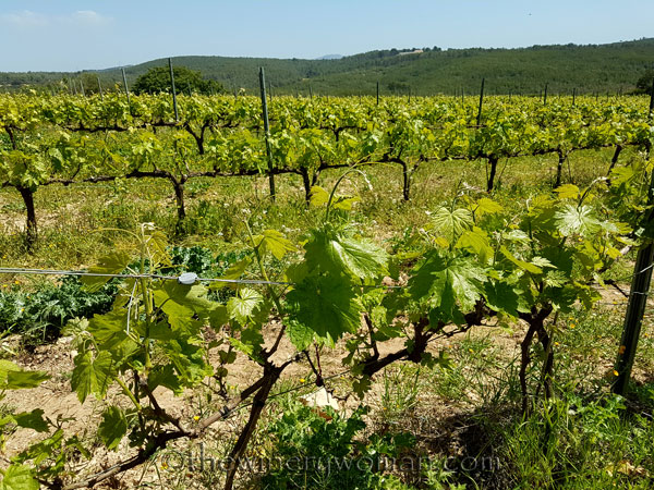 Vineyard10_4.21.18_TWW