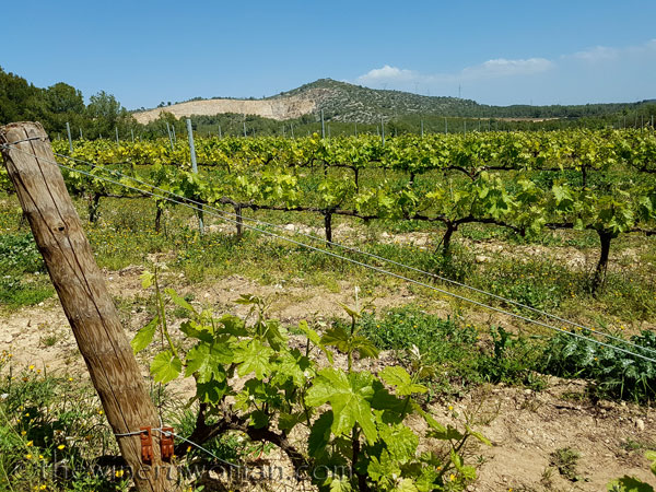 Vineyard11_4.21.18_TWW