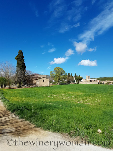 Vineyard11_4.9.18_TWW