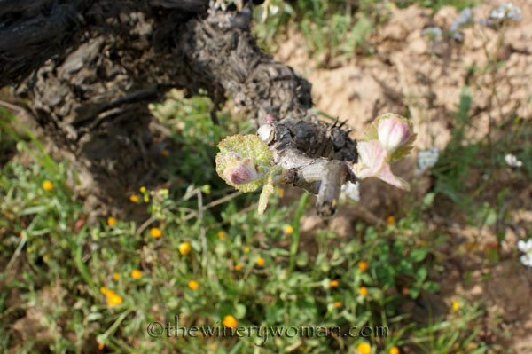 Vineyard12_4.5.18_TWW