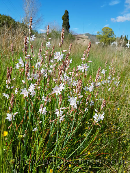 Vineyard12_4.9.18_TWW