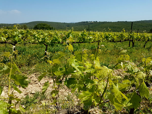 Vineyard13_4.21.18_TWW