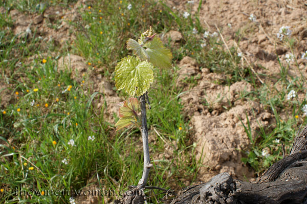 Vineyard13_4.5.18_TWW