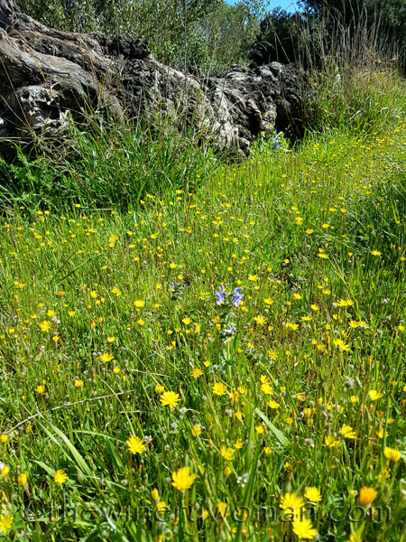 Vineyard13_4.9.18_TWW