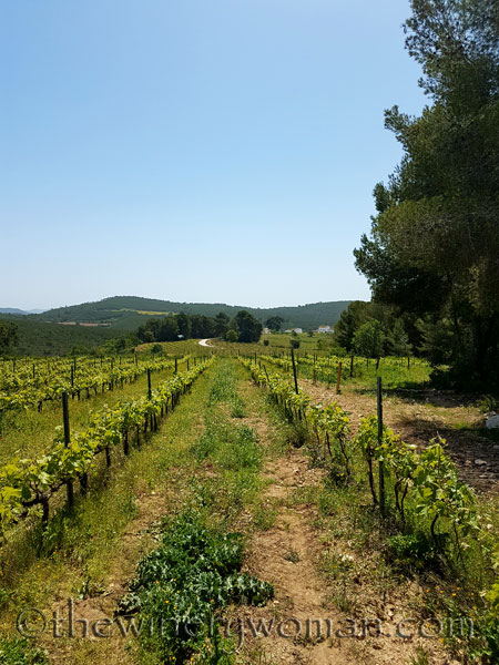 Vineyard14_4.21.18_TWW