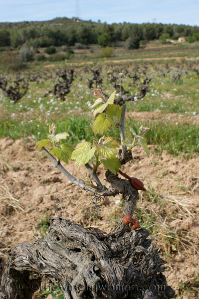 Vineyard14_4.5.18_TWW