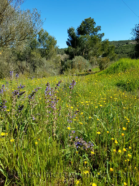 Vineyard14_4.9.18_TWW