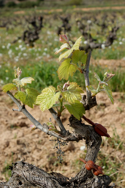 Vineyard15_4.5.18_TWW