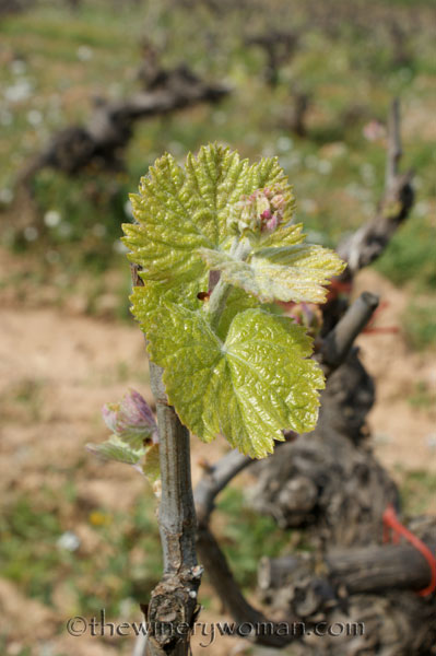 Vineyard16_4.5.18_TWW