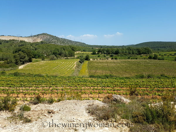 Vineyard17_4.21.18_TWW