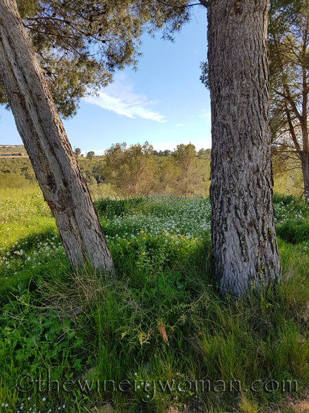 Vineyard17_4.9.18_TWW