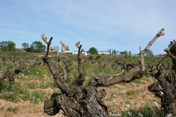 Vineyard18_4.5.18_TWW