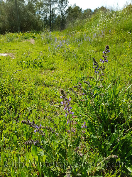 Vineyard18_4.9.18_TWW