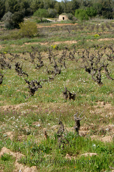 Vineyard19_4.5.18_TWW