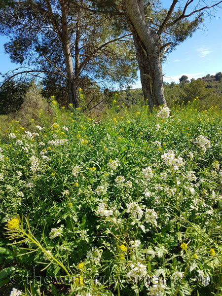 Vineyard19_4.9.18_TWW