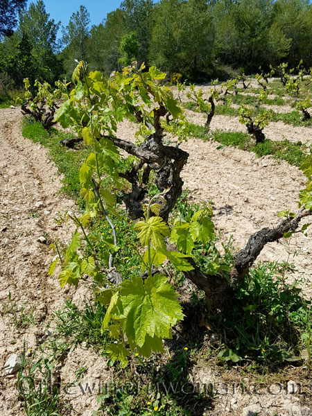 Vineyard20_4.21.18_TWW