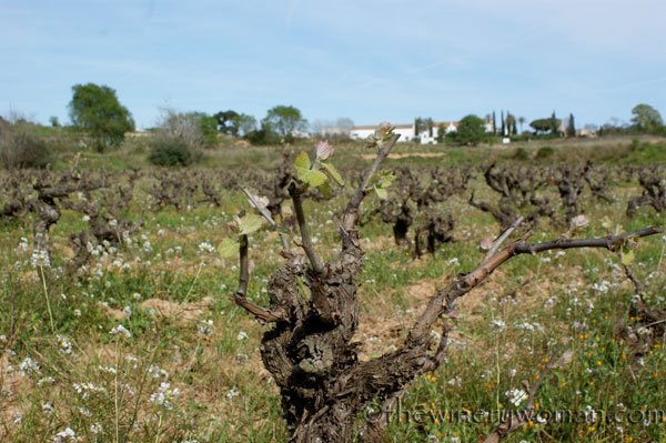 Vineyard20_4.5.18_TWW