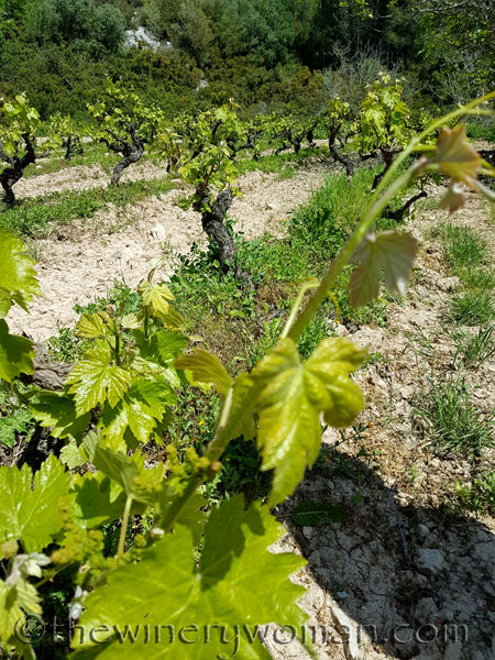 Vineyard21_4.21.18_TWW