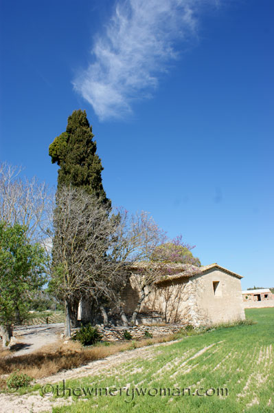 Vineyard21_4.9.18_TWW