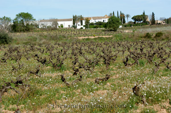 Vineyard22_4.5.18_TWW