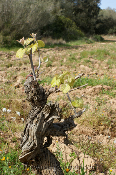 Vineyard23_4.5.18_TWW