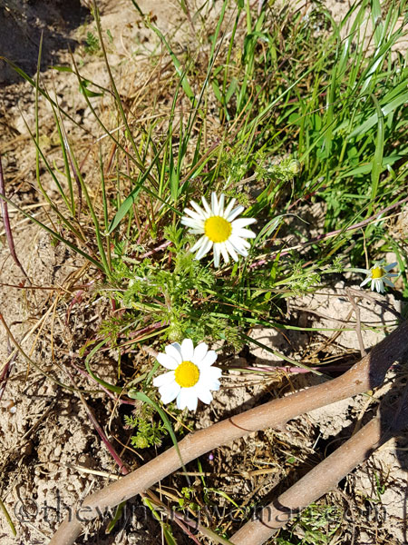 Vineyard2_4.9.18_TWW