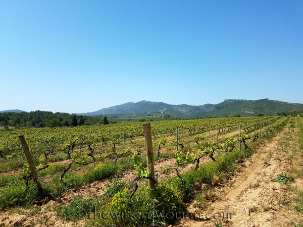 Vineyard3_4.21.18_TWW