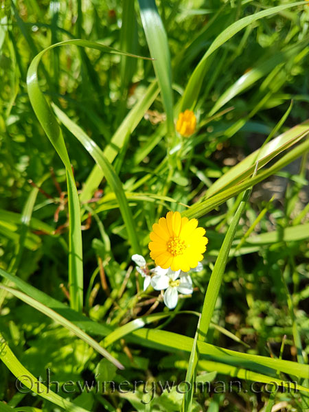 Vineyard3_4.9.18_TWW