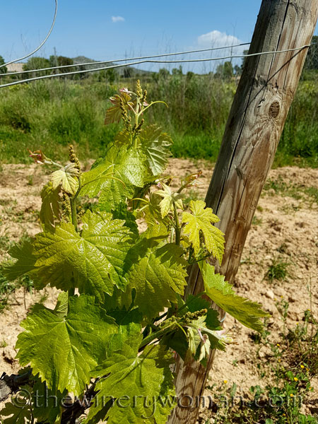 Vineyard4_4.21.18_TWW