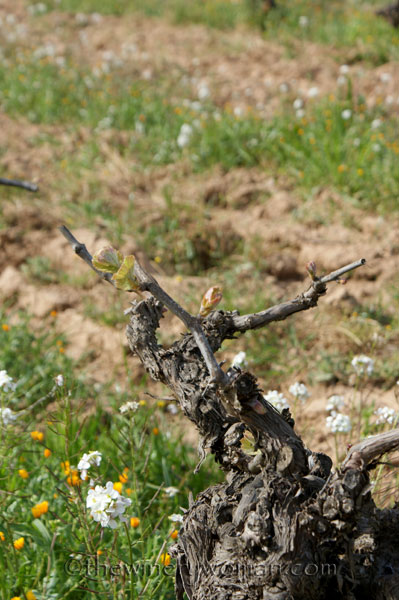 Vineyard4_4.5.18_TWW