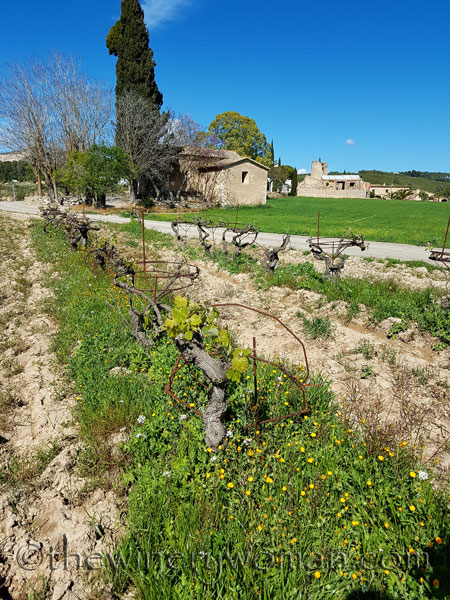 Vineyard4_4.9.18_TWW