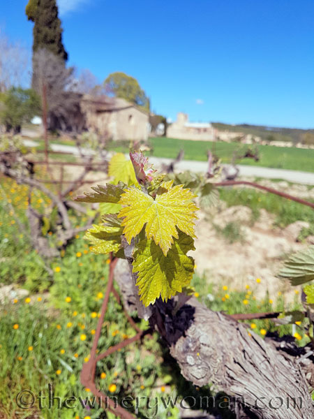 Vineyard5_4.9.18_TWW