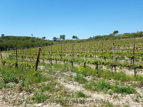 Vineyard6_4.21.18_TWW