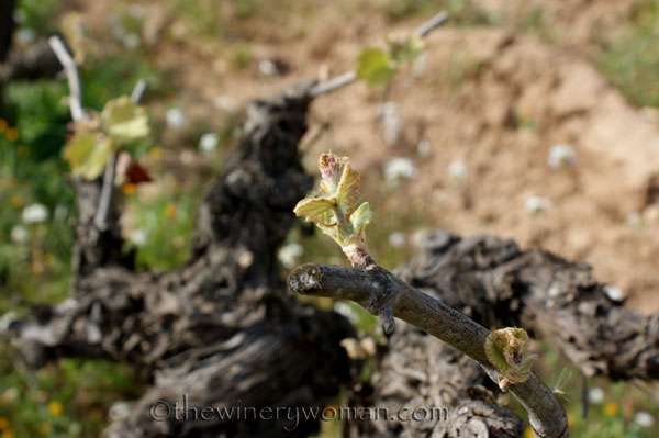 Vineyard6_4.5.18_TWW