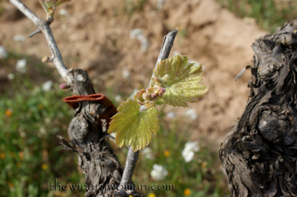 Vineyard7_4.5.18_TWW