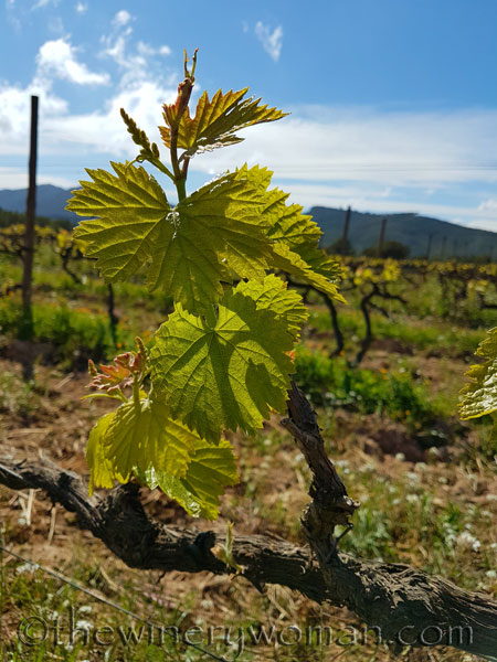 Vineyard7_4.9.18_TWW