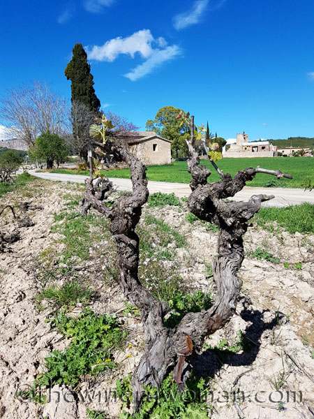 Vineyard9_4.9.18_TWW