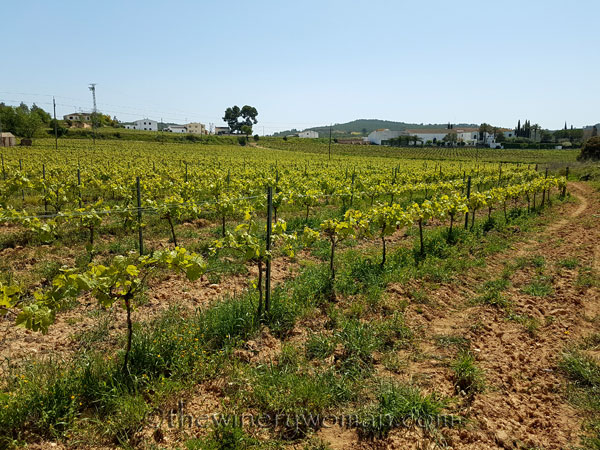 Vineyard_4.21.18_TWW