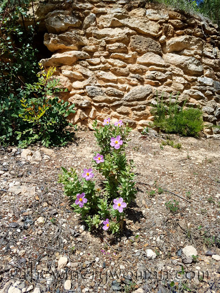 Wildflowers11_4.28.18_TWW