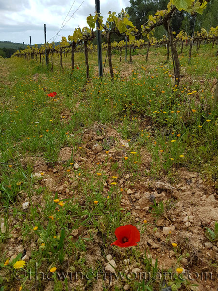 Wildflowers13_4.10.18_TWW