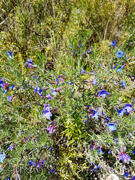 Wildflowers14_4.28.18_TWW