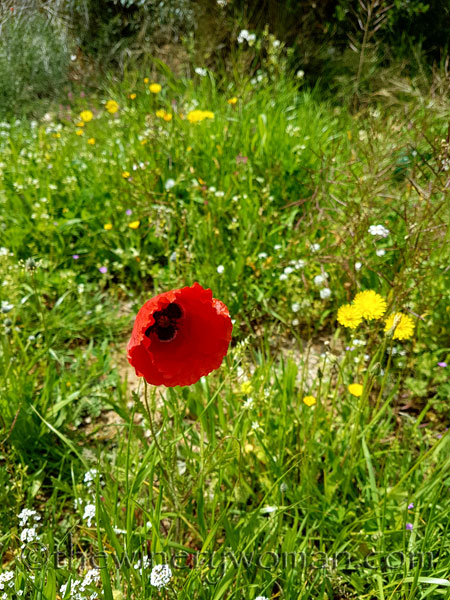 Wildflowers3_4.10.18_TWW